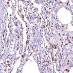 Merck Anti-OVCH1 antibody produced in rabbit