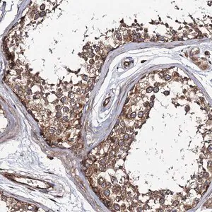 Merck Anti-KIAA1524 antibody produced in rabbit