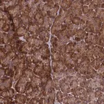 Merck Anti-RBFA antibody produced in rabbit