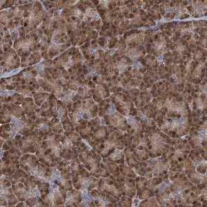 Merck Anti-RNF125 antibody produced in rabbit