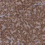 Merck Anti-RNF125 antibody produced in rabbit