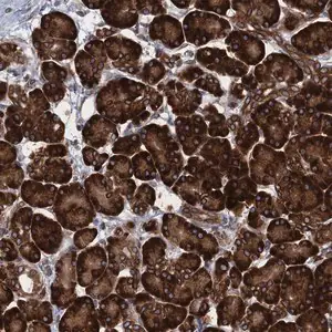 Merck Anti-TMEM205 antibody produced in rabbit