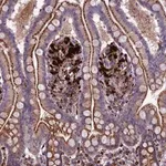 Merck Anti-MAN2B1 antibody produced in rabbit