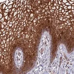 Merck Anti-TSPAN16 antibody produced in rabbit