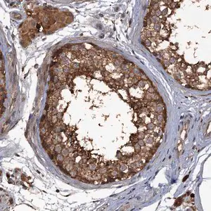 Merck Anti-UNC13C antibody produced in rabbit