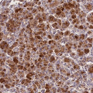 Merck Anti-ARMC6 antibody produced in rabbit