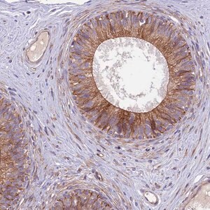 Merck Anti-ANO3 antibody produced in rabbit