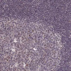 Merck Anti-PPAN antibody produced in rabbit