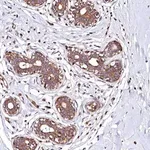 Merck Anti-KLHDC4 antibody produced in rabbit