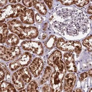 Merck Anti-CMC1 antibody produced in rabbit