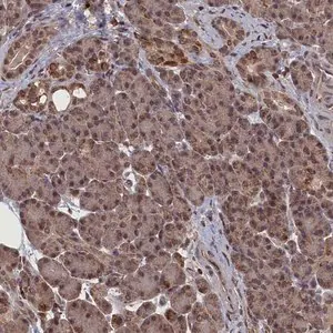 Merck Anti-CEACAM21 antibody produced in rabbit