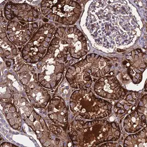 Merck Anti-C19orf60 antibody produced in rabbit