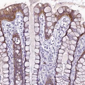 Merck Anti-HIGD1A antibody produced in rabbit