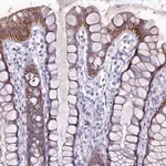 Merck Anti-HIGD1A antibody produced in rabbit