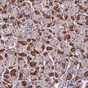 Merck Anti-PLAC9 antibody produced in rabbit