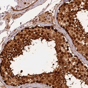 Merck Anti-MICALL1 antibody produced in rabbit