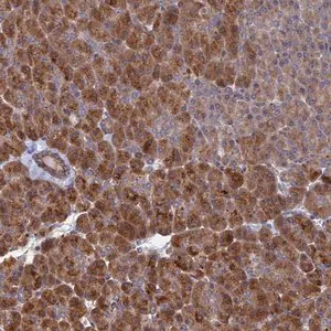 Merck Anti-VPS37C antibody produced in rabbit