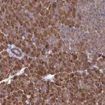 Merck Anti-VPS37C antibody produced in rabbit