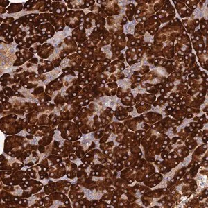 Merck Anti-C8orf44 antibody produced in rabbit