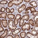 Merck Anti-DNAJC16 antibody produced in rabbit