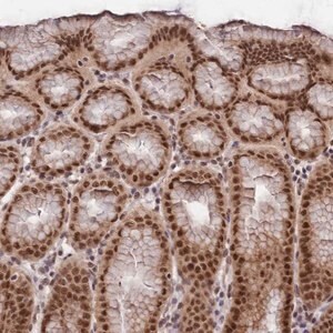 Merck Anti-RBM42 antibody produced in rabbit
