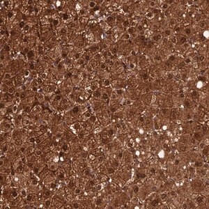 Merck Anti-CRTC3 antibody produced in rabbit