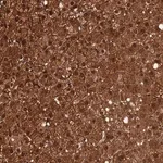 Merck Anti-CRTC3 antibody produced in rabbit