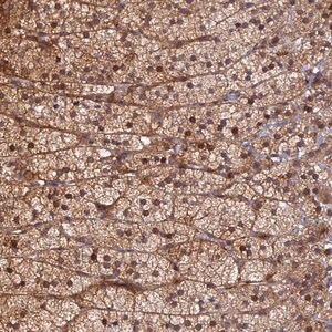 Merck Anti-CREBL2 antibody produced in rabbit