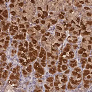 Merck Anti-NUBP2 antibody produced in rabbit