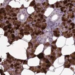 Merck Anti-C15orf57 antibody produced in rabbit