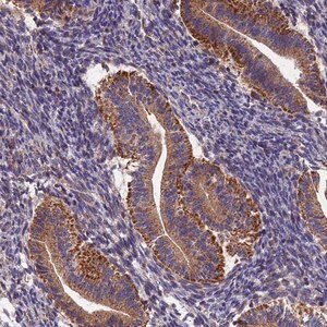Merck Anti-RANBP6 antibody produced in rabbit