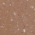 Merck Anti-ERMARD antibody produced in rabbit