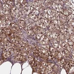 Merck Anti-RERGL antibody produced in rabbit