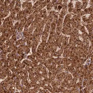 Merck Anti-CORO1C antibody produced in rabbit
