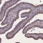 Merck Anti-FAM96B antibody produced in rabbit