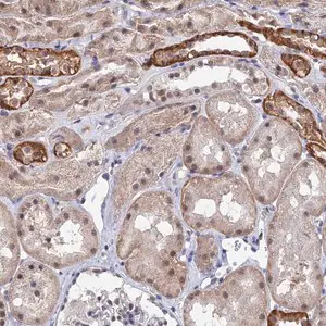 Merck Anti-TSSC4 antibody produced in rabbit
