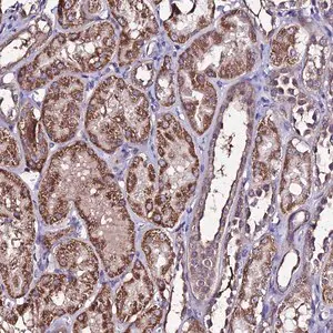 Merck Anti-DIS3L antibody produced in rabbit
