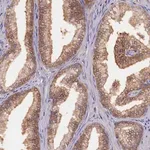 Merck Anti-HN1L antibody produced in rabbit