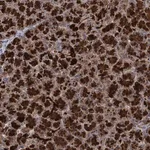 Merck Anti-WDR88 antibody produced in rabbit