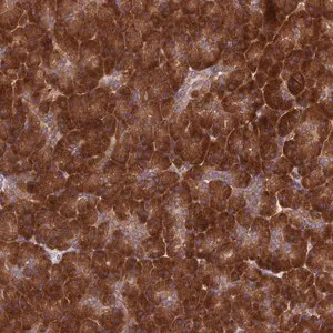 Merck Anti-DHCR7 antibody produced in rabbit