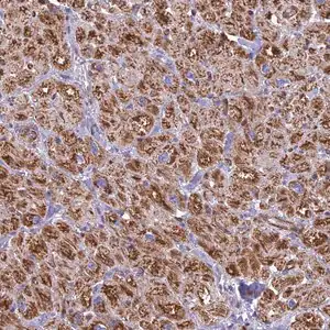 Merck Anti-POMGNT1 antibody produced in rabbit