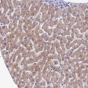 Merck Anti-SPIN4 antibody produced in rabbit