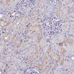 Merck Anti-TMEM161B antibody produced in rabbit