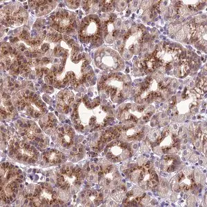 Merck Anti-GOLPH3 antibody produced in rabbit