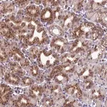 Merck Anti-GOLPH3 antibody produced in rabbit