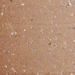 Merck Anti-HINT1 antibody produced in rabbit