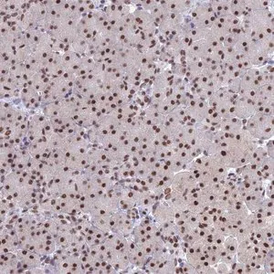 Merck Anti-NABP2 antibody produced in rabbit