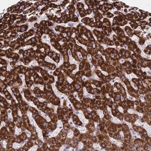 Merck Anti-C11orf74 antibody produced in rabbit