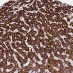 Merck Anti-C11orf74 antibody produced in rabbit