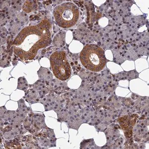 Merck Anti-CCDC160 antibody produced in rabbit